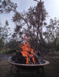 Burning Ohia wood.  Ohia trees are growing in the background.