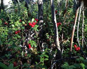 Lingonberry Patch